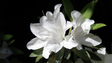 Картинка цветы рододендроны+ азалии лепестки