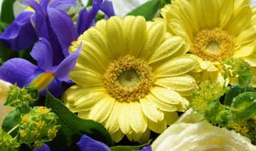 Картинка цветы разные+вместе ирисы герберы