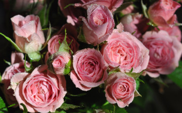 обоя цветы, розы, розовый