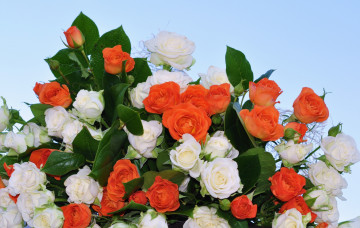 Картинка цветы розы белый алый