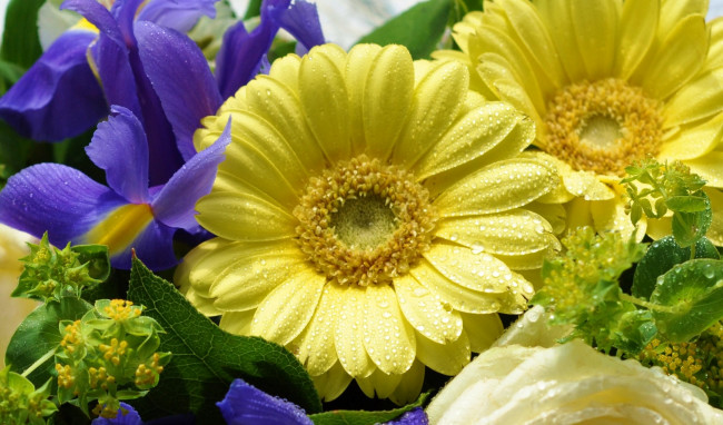 Обои картинки фото цветы, разные вместе, ирисы, герберы