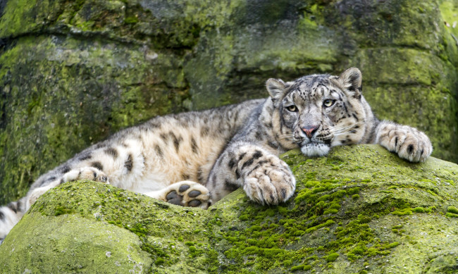 Обои картинки фото животные, снежный барс , ирбис, барс