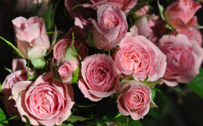 Обои картинки фото цветы, розы, розовый