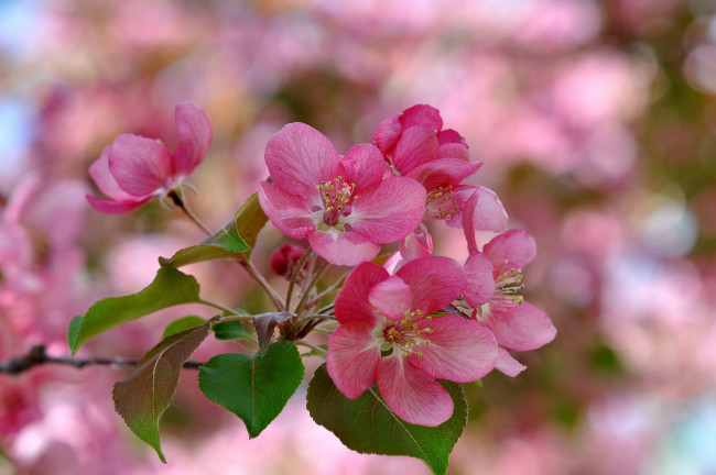 Обои картинки фото цветы, цветущие деревья ,  кустарники, весна