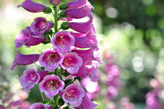 Обои картинки фото цветы, дигиталис , наперстянка, макро