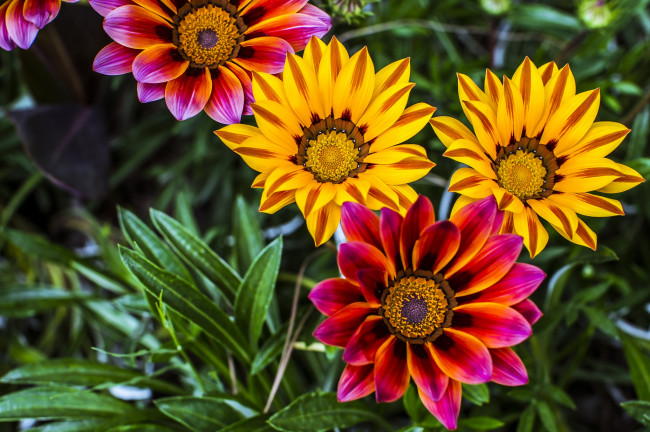 Обои картинки фото цветы, газания, яркий