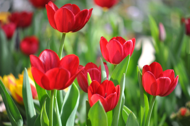 Обои картинки фото цветы, тюльпаны, красный