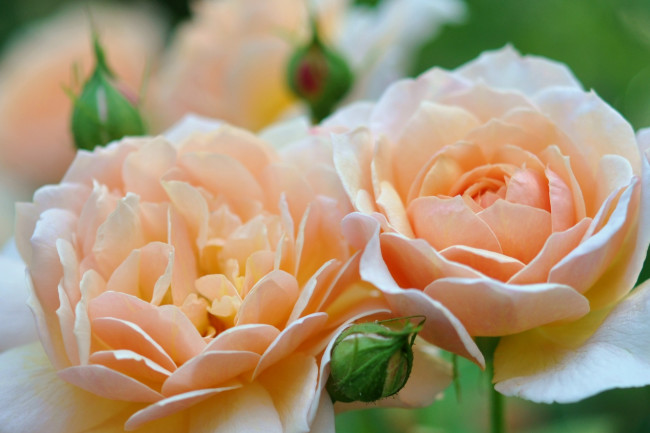 Обои картинки фото цветы, розы, пара