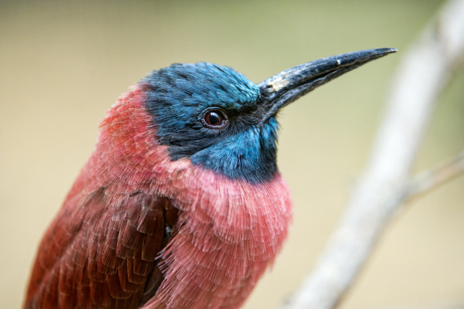 Обои картинки фото животные, щурки , пчелоеды, клюв