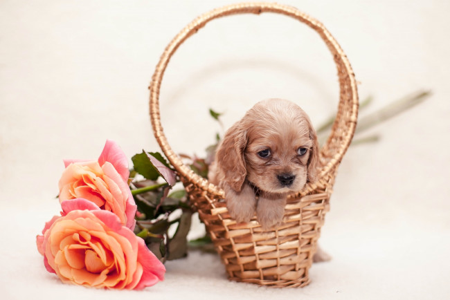 Обои картинки фото животные, собаки, спаниель, розы, корзина