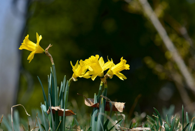 Обои картинки фото цветы, нарциссы, лепестки