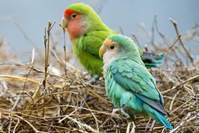 Обои картинки фото животные, попугаи, красавчики