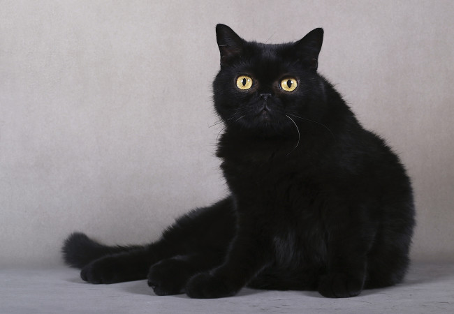 Обои картинки фото животные, коты, черный