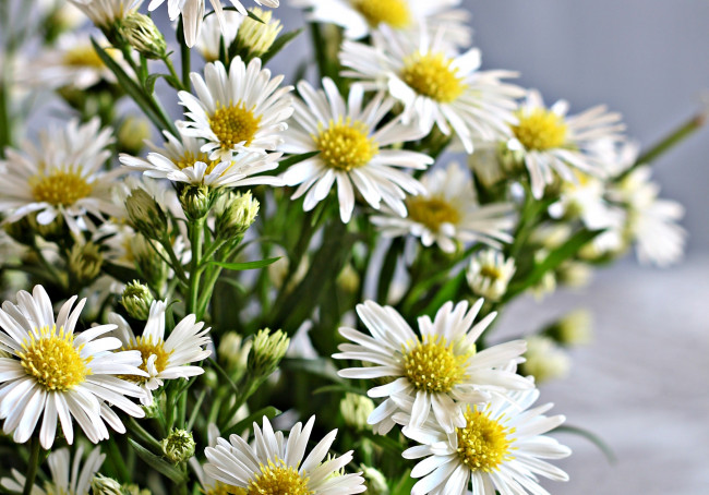 Обои картинки фото цветы, астры, татарская, астра