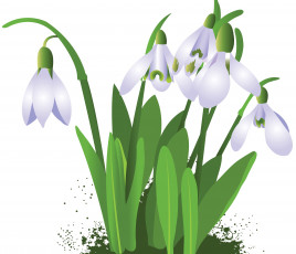 Картинка векторная+графика цветы+ flowers подснежники