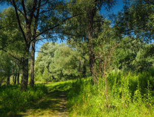 Картинка природа дороги тракт