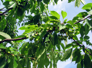 Картинка природа Ягоды черешня