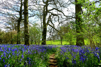 Картинка природа дороги тропа цветы трава