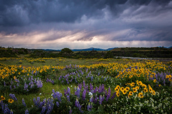 Картинка природа луга цветы трава