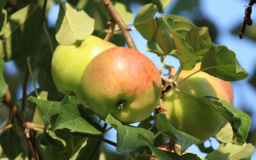 Картинка природа плоды ветка яблоки