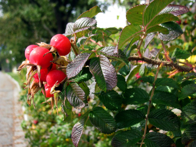 Обои картинки фото природа, Ягоды, шиповник