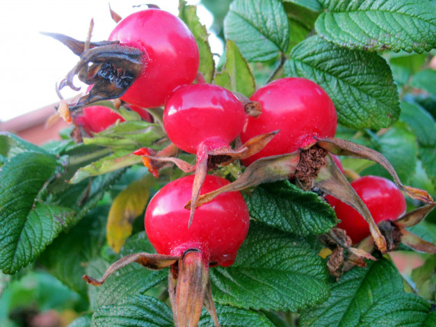 Обои картинки фото природа, Ягоды, шиповник