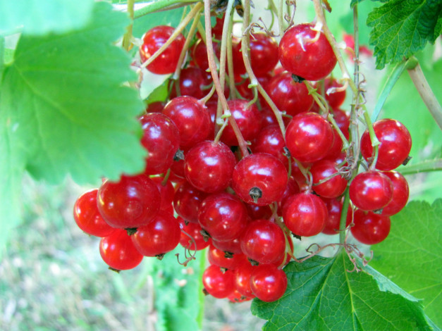 Обои картинки фото природа, Ягоды, смородина