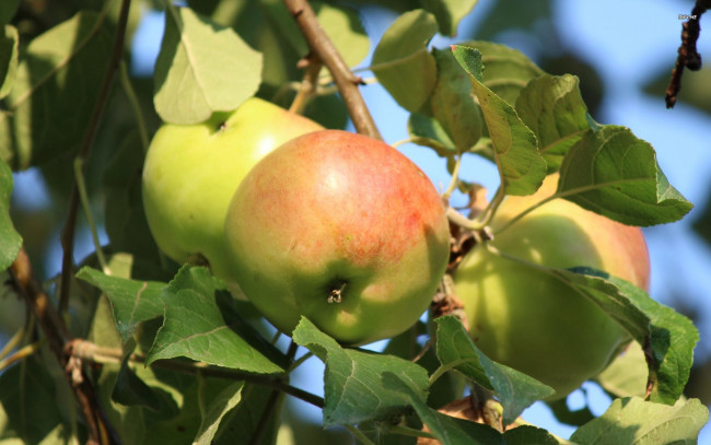 Обои картинки фото природа, плоды, ветка, яблоки