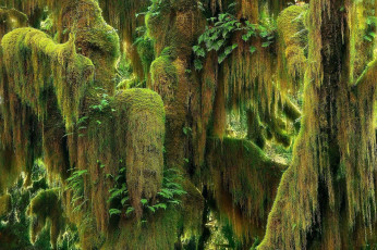 Картинка природа деревья оригинальные