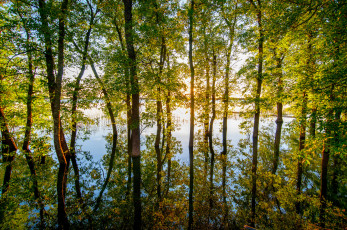 Картинка природа лес простор