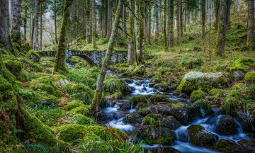 Картинка природа лес простор