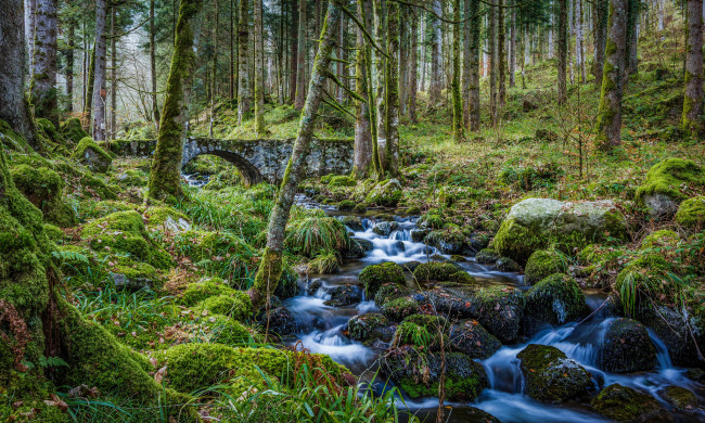 Обои картинки фото природа, лес, простор