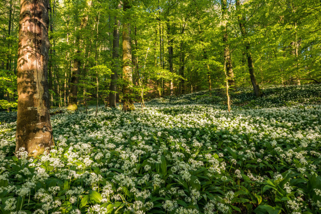 Обои картинки фото природа, лес, простор