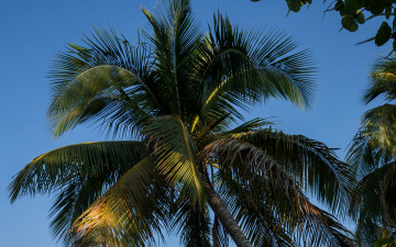 Картинка природа деревья пальма