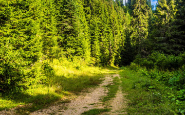 Картинка природа дороги тропинка