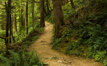 Картинка природа лес папоротник тропинка