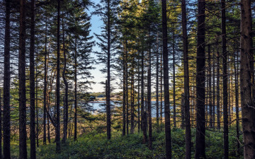 Картинка природа лес сосны