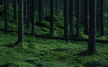 Картинка природа лес сосны стволы