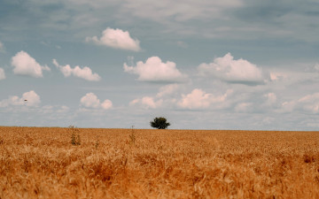 Картинка природа поля поле