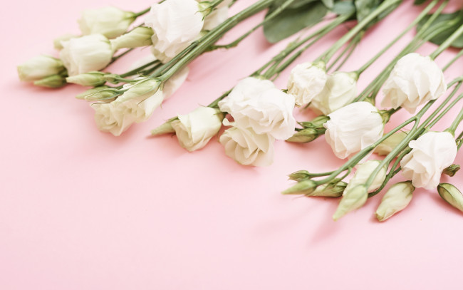 Обои картинки фото цветы, эустома, фон, розовый, букет, белые