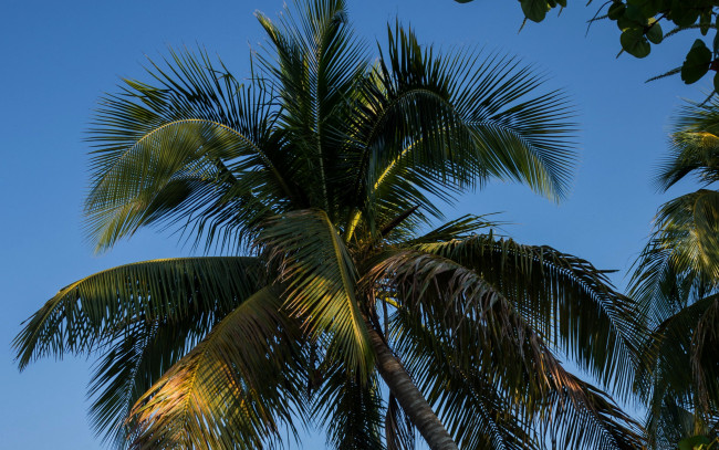 Обои картинки фото природа, деревья, пальма