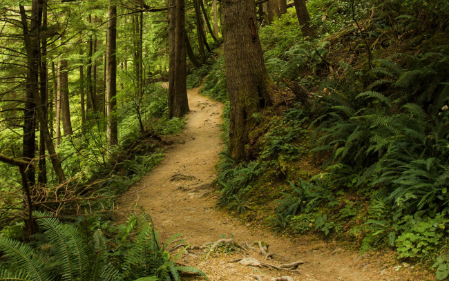 Обои картинки фото природа, лес, папоротник, тропинка