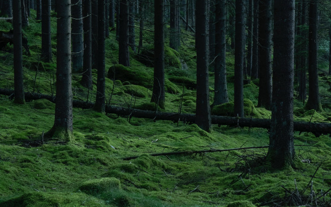 Обои картинки фото природа, лес, сосны, стволы