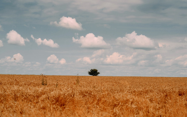 Обои картинки фото природа, поля, поле