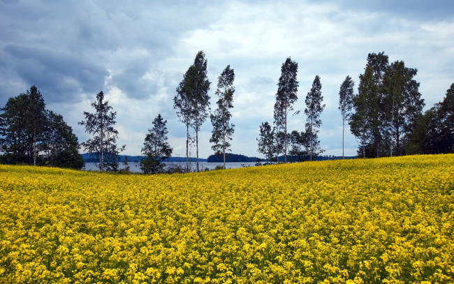 Обои картинки фото природа, поля, поле, рапс