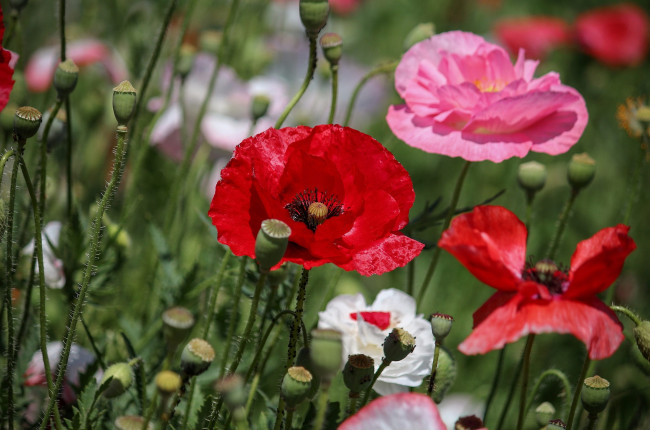 Обои картинки фото цветы, маки, лето, красные, розовые, белые, боке