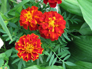 Картинка цветы бархатцы тагетес