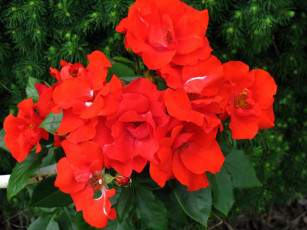 Картинка цветы розы алые куст