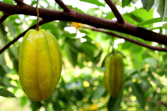 Картинка природа плоды карамбола