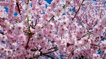 Картинка цветы сакура +вишня вишня